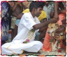Lelaki India Mengahwini Anjing
