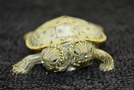 two-headed-turtle