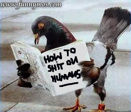 funny birds picture