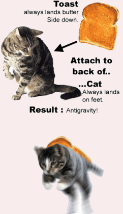 cats anty-gravity