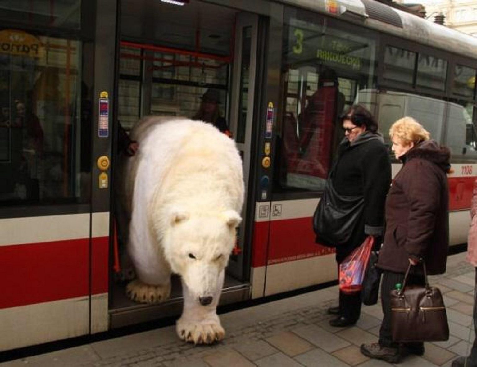 bear in russia Funny News & Weird Pictures
