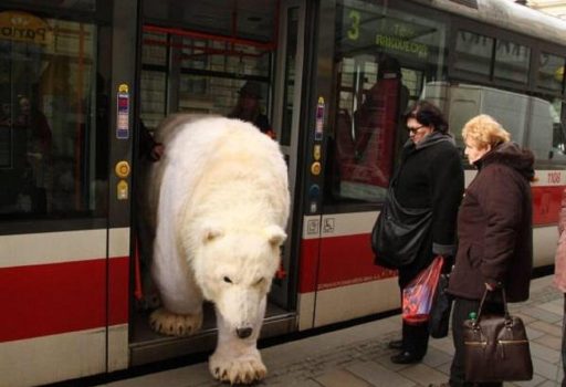funny bear in russian bus
