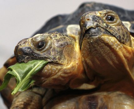 Two-headed turtle at San Antonio Zoo