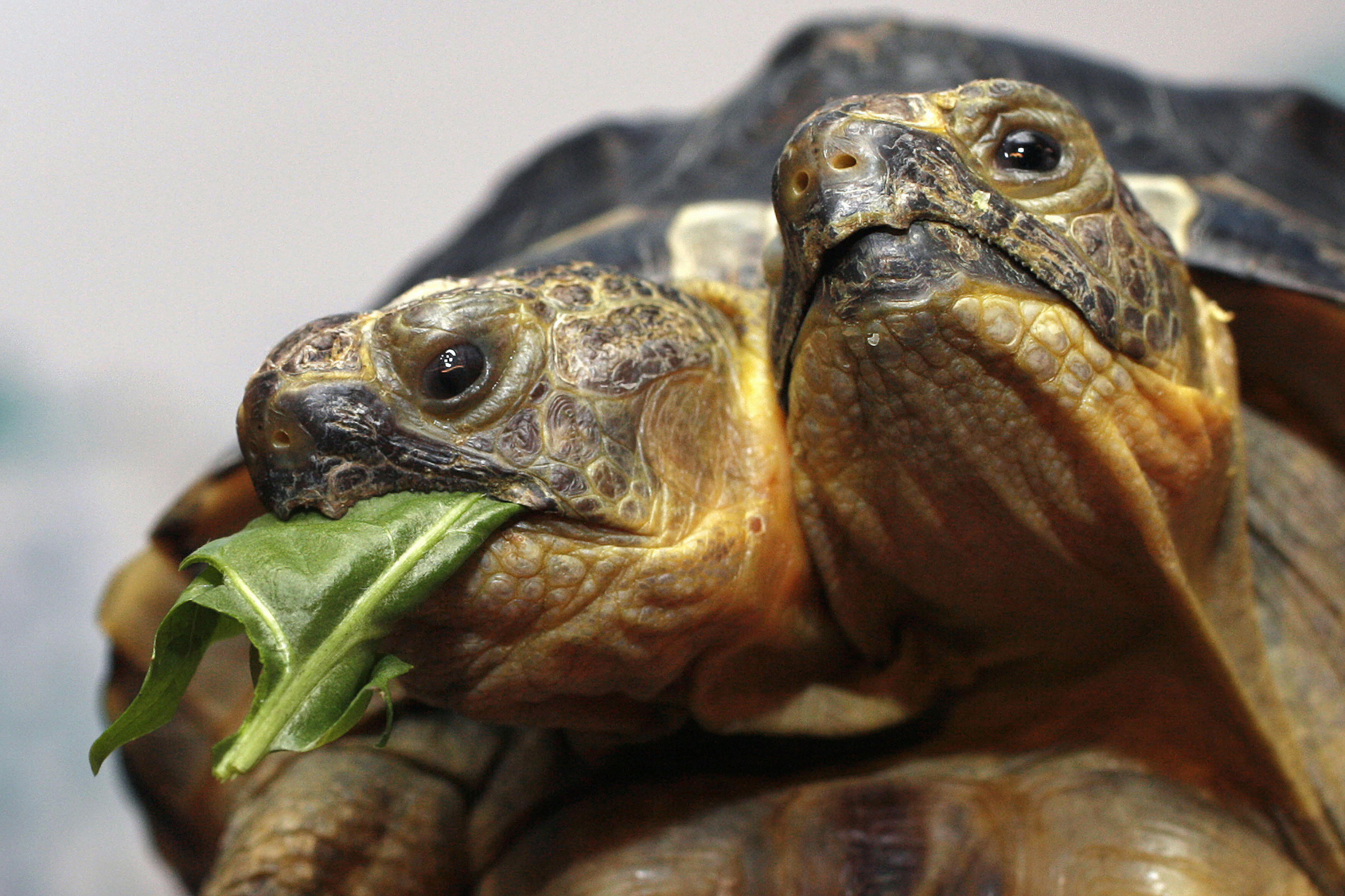 Two-headed turtle at San Antonio Zoo